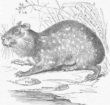 Paca (Ccelogenys paca).