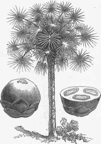 Palmyra Palm (Borassus flabelliformis).