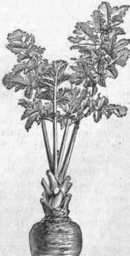 Parsnip ( Pastinaca satiya).
