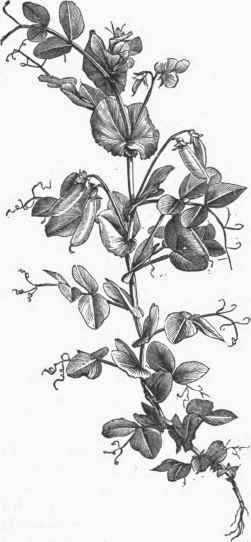 Pea (Pisum sativum)   Leaves, Flowers, and Fruit.