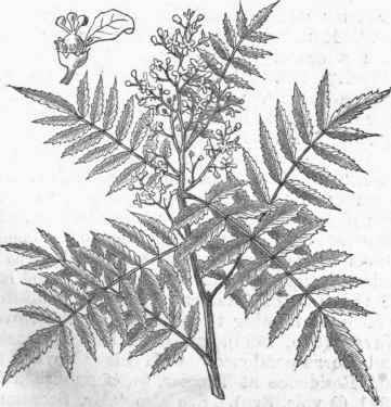 Pepper Tree (Schinus molle).