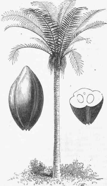 Pissata Palm (Attalea funifera) and Fruit Coquillo Nuts.