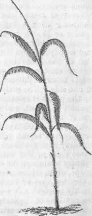 Rattan Palm (Calamus rotang).