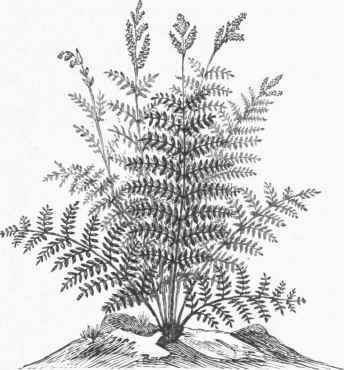 Royal Fern (Osmunda regalis).