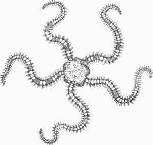 Serpent Star (Ophiopholis).