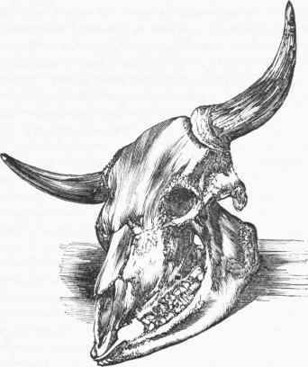 Skull of the Ox.