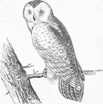 Snowy Owl (Nyctea nivea).
