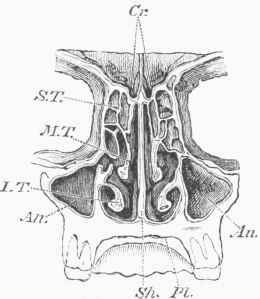 Transverse Section of the Nasal Passages.