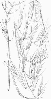 Wild Oat (Avena fatua).