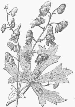 Aconitum napellus (Monkshood).