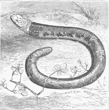 Amphisbaena fuliginosa (Sooty Amphisbaena).
