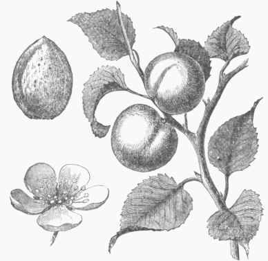 Apricot Fruit, Flower, and Pit.