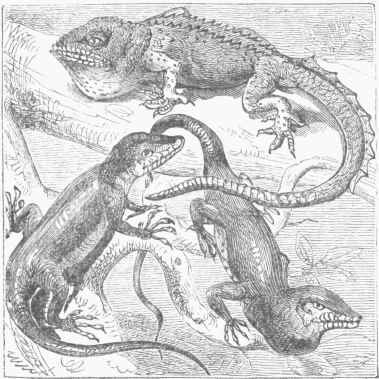 Crested Anolis (Anolius velifer)