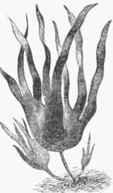 Laminaria digitata.