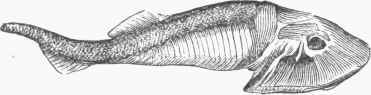 Cephalaspis.
