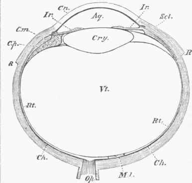 Fig. 1. Horizontal Section of the Eyeball.