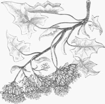German Ivy.