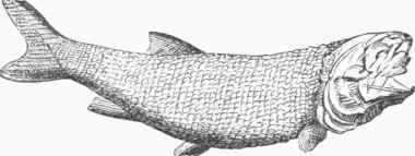 Palaeoniscus.
