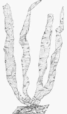 Porphyra vulgaris.