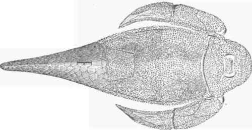 Pterichthys Milled.