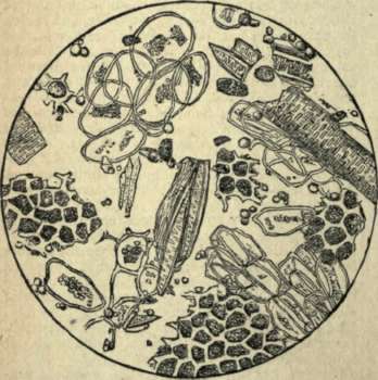 COFFEE ADULTERATED WITH CHICORY, MAGNIFIED.