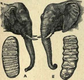 Elephant 77