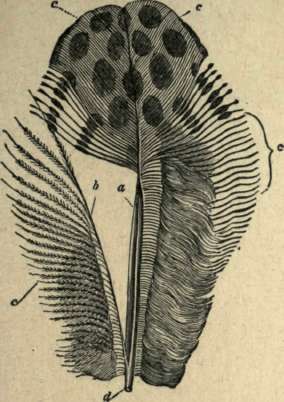 FEATHERS. a, d shaft; b. aftershaft; c, barbs or web.