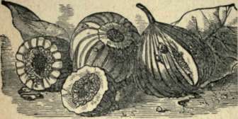 FIGS.