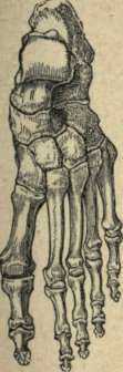 Foot of parrot