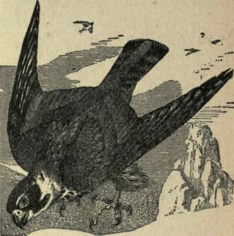 HAWK.