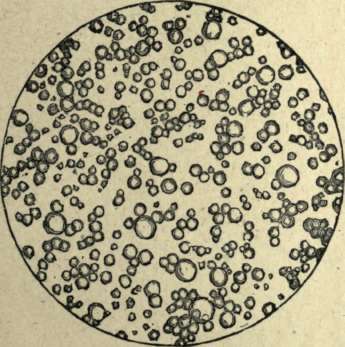 MILK UNDER THE MICROSCOPE