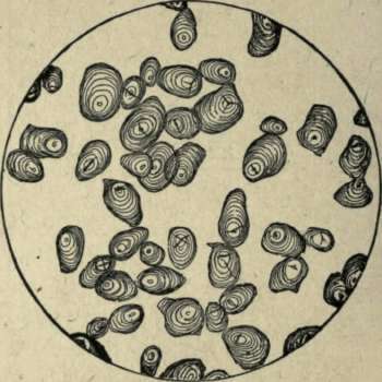 POTATO STARCH CORPUSCLES.