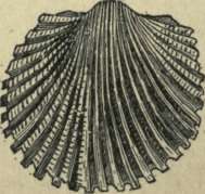 SCALLOP.
