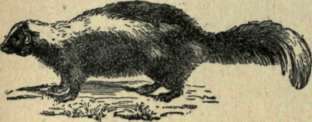 Skunk 165