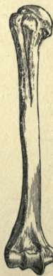 THE HUMERUS.