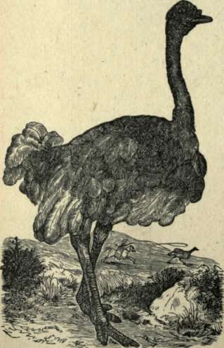 THE OSTRICH.