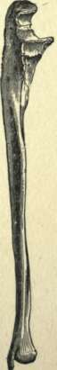 THE ULNA.
