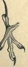 TOE WITH SPUR.