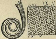 TONGUE AND EYE OF BUTTERFLY.