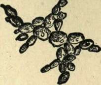 YEAST FUNGUS, MAGNIFIED 4OO TIMES.