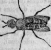 fly