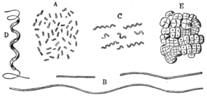 Description images/pp0183 1
