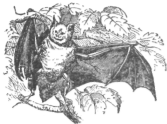 Description images/pp0210 1