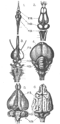 Description images/pp0288 2