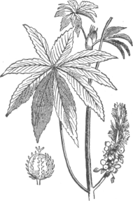 Description images/pp0385 2