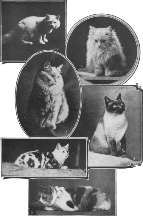 Description images/pp0387 1