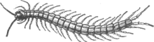 Description images/pp0399 1