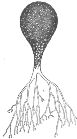 Description images/pp0459 2