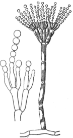 Description images/pp0484 1