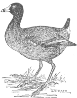 Description images/pp0491 3